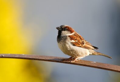 A sparrow perched on a curved metal rod with a blurred background of yellow flowers.
