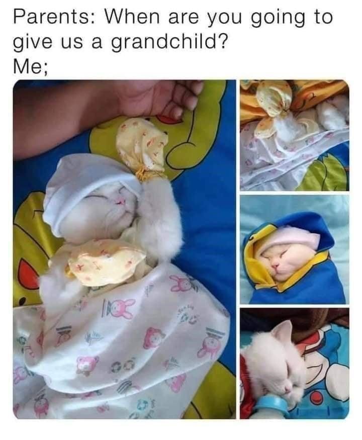 A humorous meme featuring a cat wrapped like a baby in various blankets and outfits, responding to a question about having grandchildren.