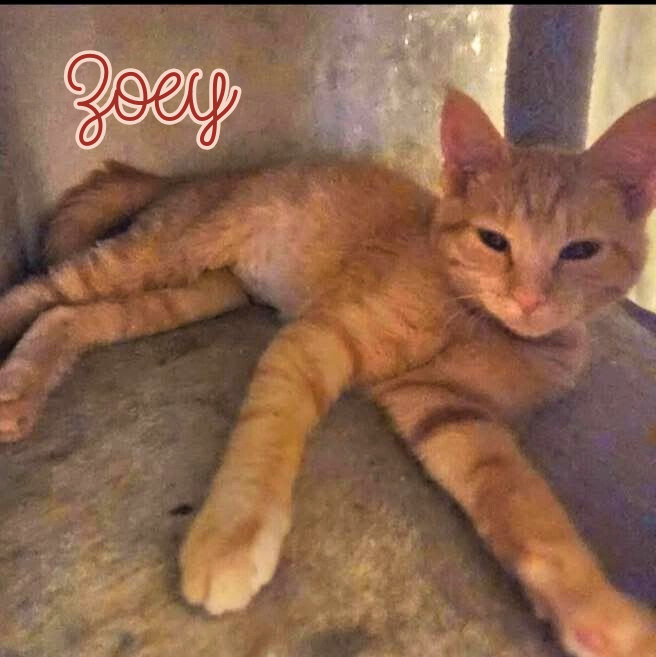 An orange tabby cat lounging comfortably in a cozy space with its legs stretched out.