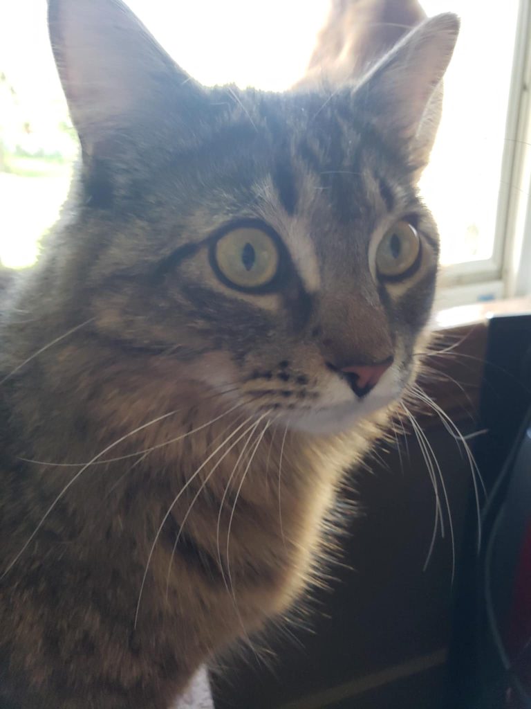 A close-up of a curious cat with yellow eyes and a mix of brown and gray fur, sitting near a window with soft natural light.