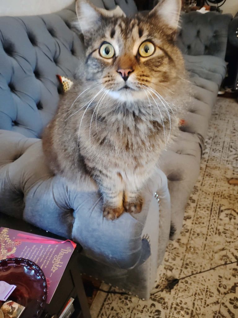 A fluffy tabby cat sitting on the back of a grey tufted sofa, looking curiously at the camera.