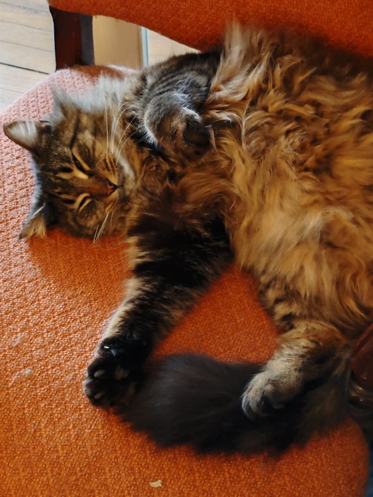 A fluffy brown cat lying on its back with its paws in the air, relaxing on an orange chair.