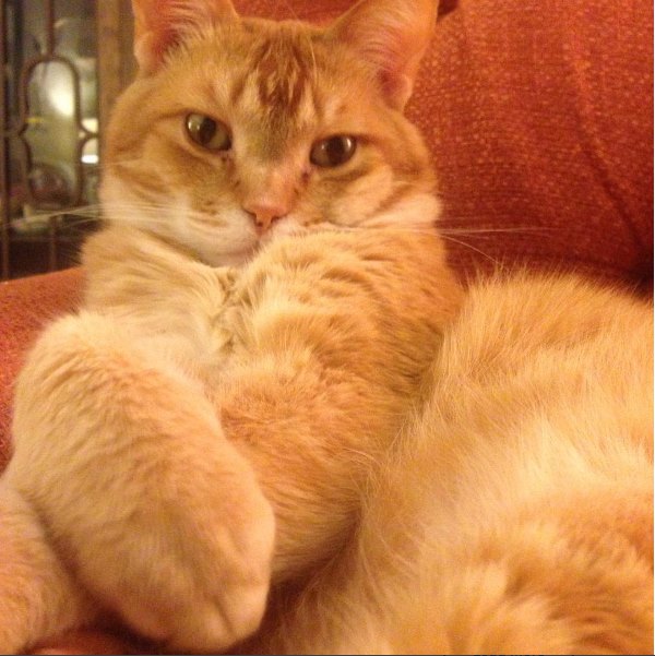 A close-up of an orange tabby cat relaxing, with its paws crossed and a calm expression, on a textured brown sofa.