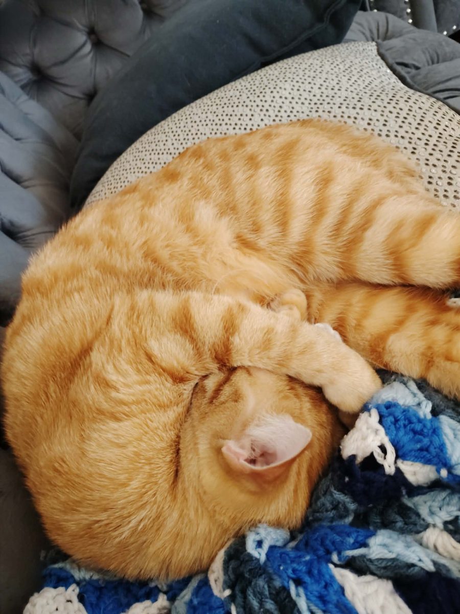 A curled-up orange tabby cat sleeping with its paw over its face, resting on a colorful crocheted blanket and a cushioned surface.