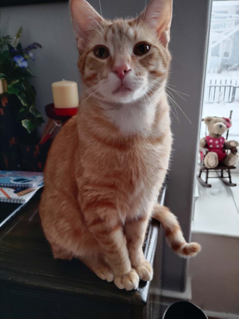 A close-up of an orange tabby cat sitting gracefully on a wooden surface, with a cozy interior background featuring a candle, flowers, and a teddy bear.