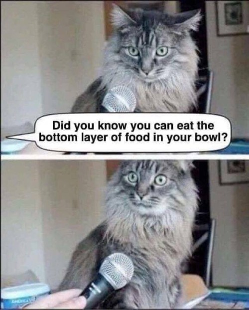 A surprised-looking cat sitting in front of a microphone, with a speech bubble above it stating, 'Did you know you can eat the bottom layer of food in your bowl?'