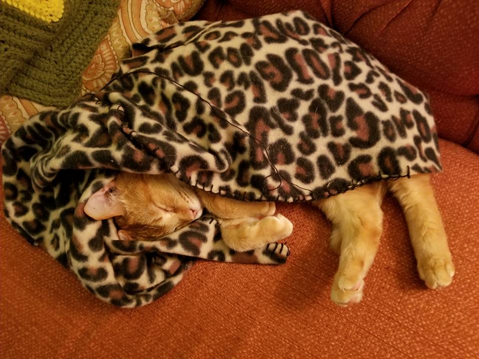 A sleeping orange cat wrapped in a leopard print blanket on a couch.