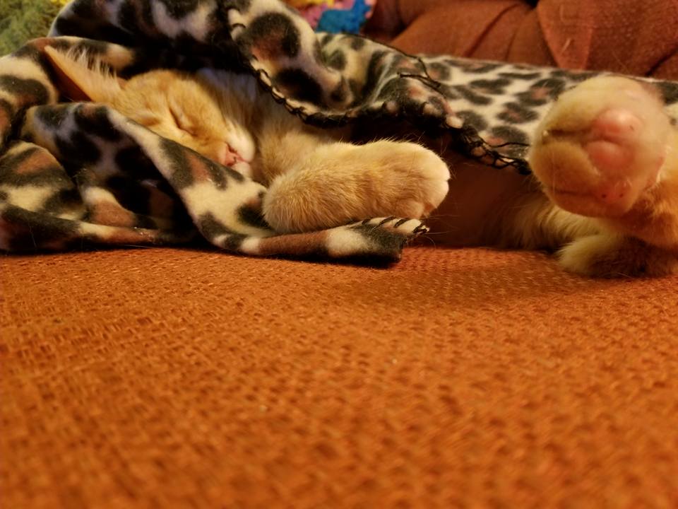 A sleeping orange cat curled up under a patterned blanket on a couch.