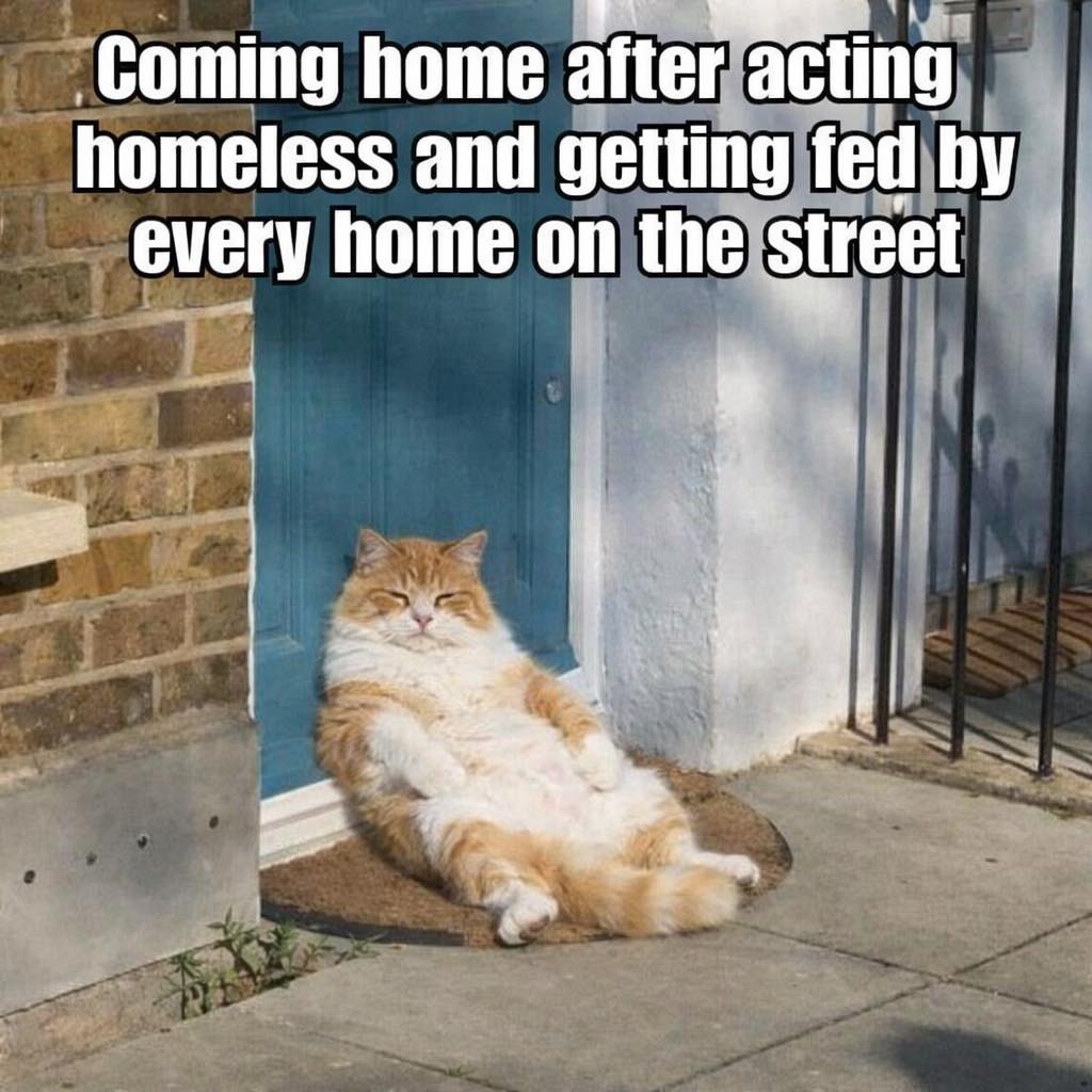 A relaxed orange and white cat lounging on a doormat in front of a blue door, with a humorous caption about pretending to be homeless.