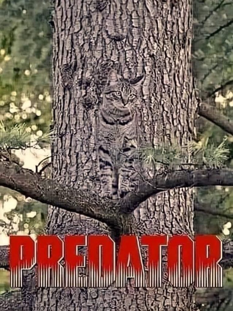 A camouflaged cat sitting on a tree branch, blending with the bark, with the word 'PREDATOR' in bold red letters below.