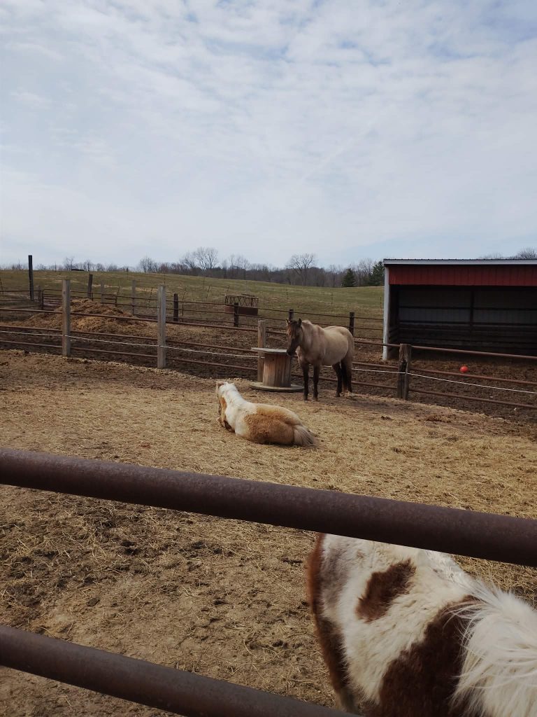 A serene barnyard scene depicting a horse standing while another horse rests on the ground, with a fenced area and cloudy sky in the background.