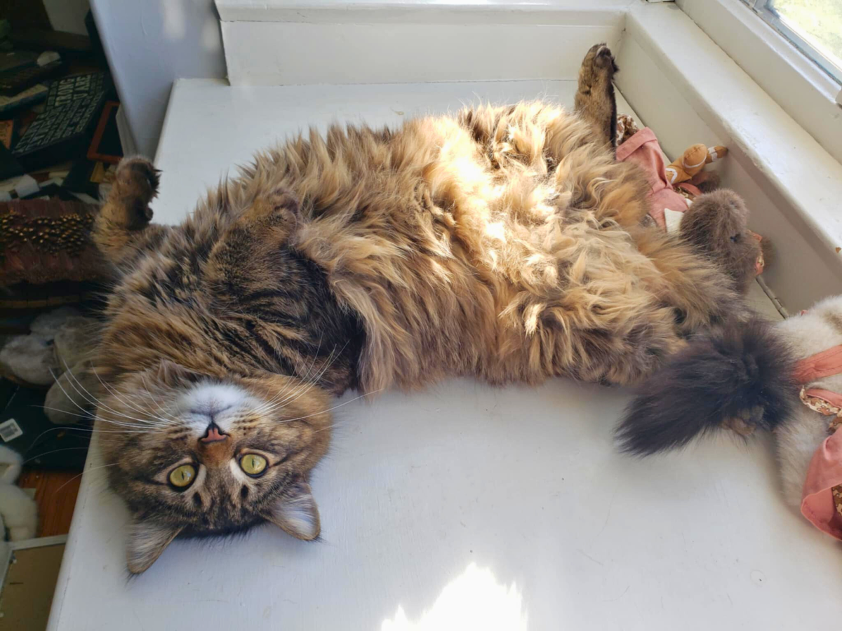 A fluffy cat lying on its back on a windowsill, looking directly at the camera with its paws in the air.