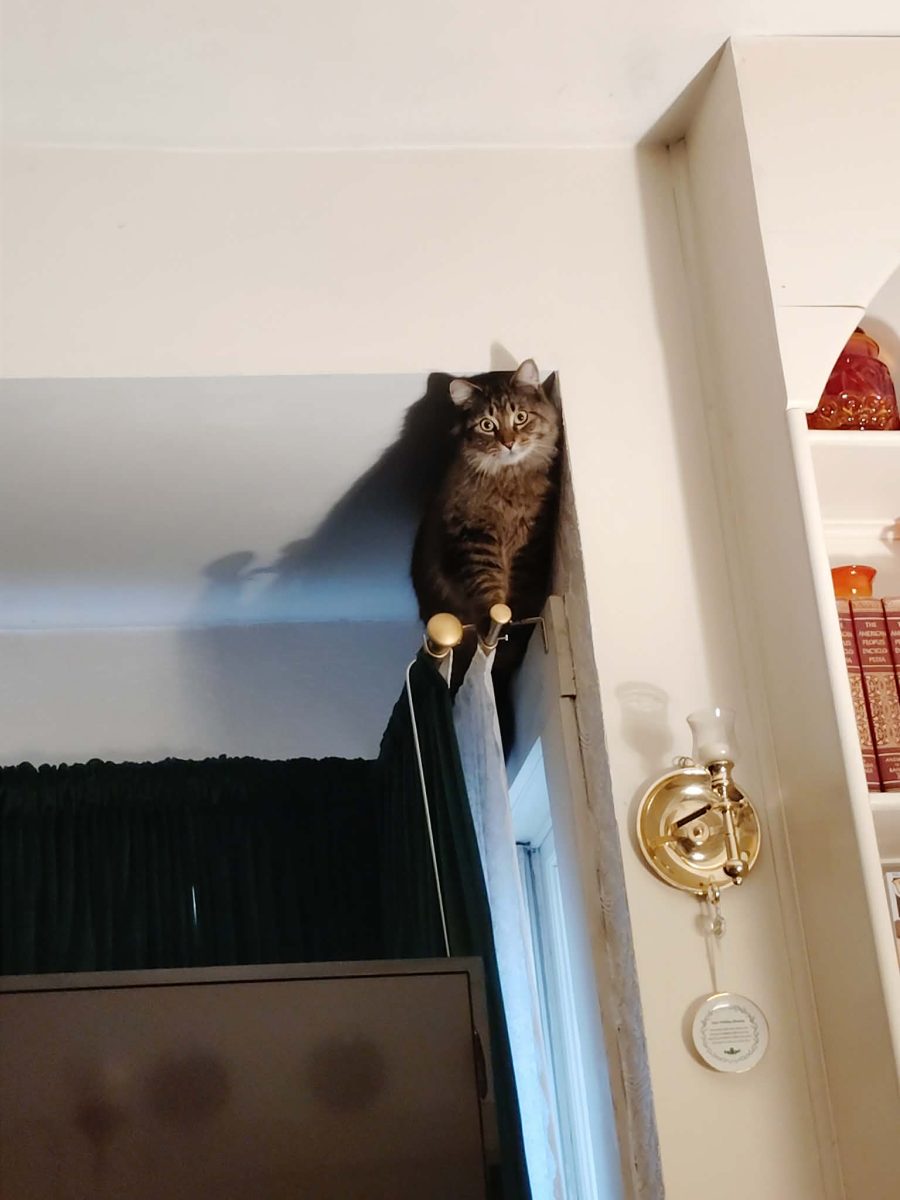 A cat perched on a wall corner, looking curiously at the camera, with curtains and a television in the background.