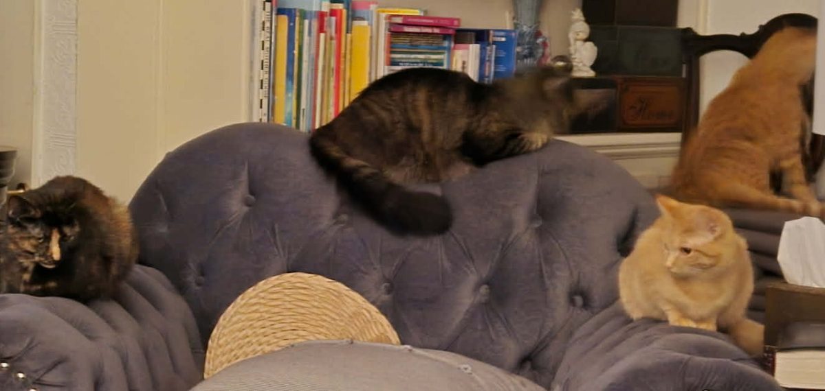 Three cats sitting on a plush armchair, with one cat climbing on the back and two others resting in different positions.