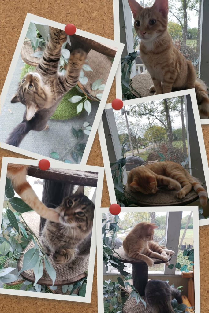 A collage of images featuring playful cats, including one striped cat climbing a post, an orange cat sitting, and another cat interacting with its surroundings. The background includes green leaves and a window view.
