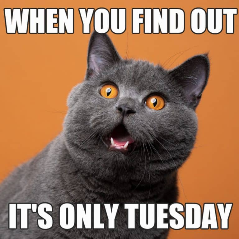 A surprised gray cat with large orange eyes against an orange background, captioned 'WHEN YOU FIND OUT IT'S ONLY TUESDAY.'