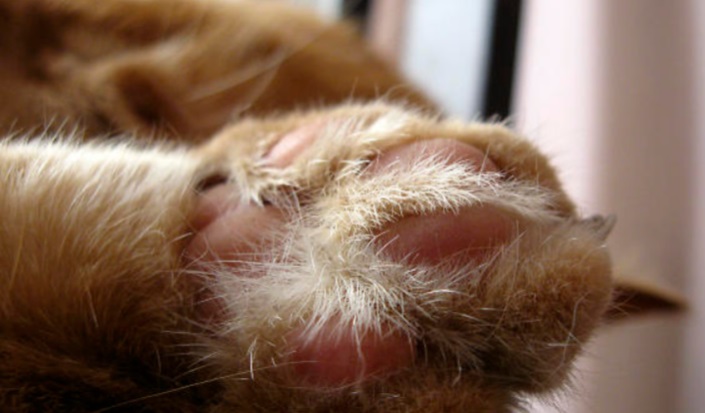 Close-up of a cat's paw, featuring soft fur and pink pads.