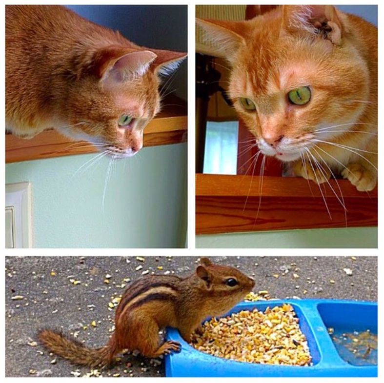 A close-up image of an orange cat, featuring two portraits of the cat peering over a ledge with keen interest, and a lower image showing a chipmunk sitting near a blue feeding dish filled with scattered food.