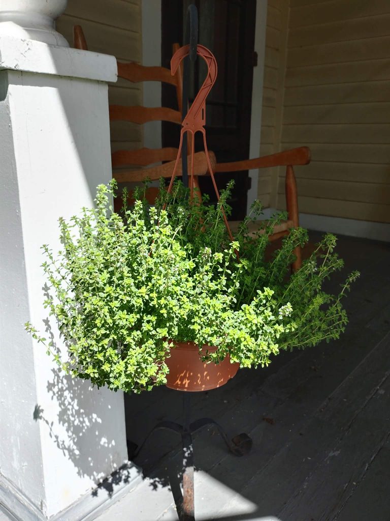 A hanging pot of lush green herbs on a porch, with a backdrop of a wooden floor and a chair.