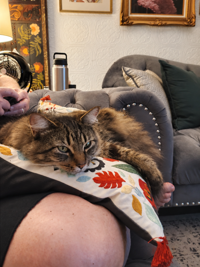 Binx relaxing on a decorative pillow on Daddy’s lap.