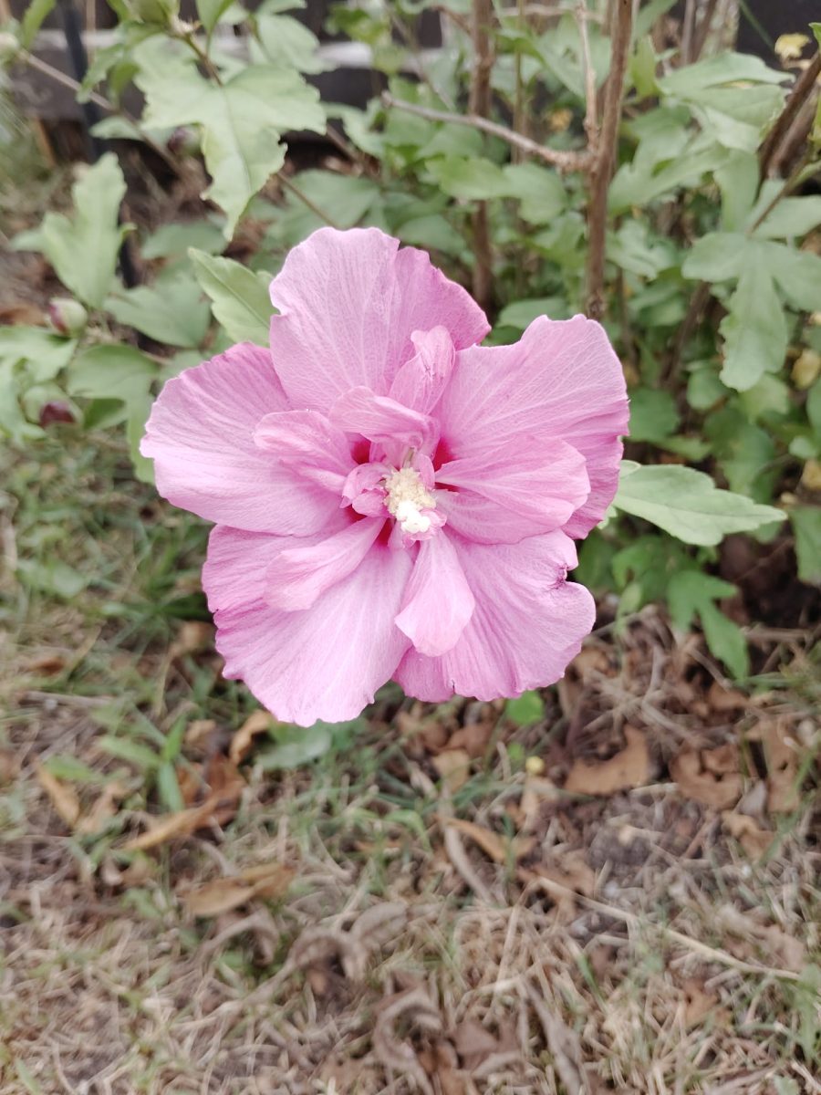 A close-up of a pink flower with many petals, surrounded by green leaves and brown earth.