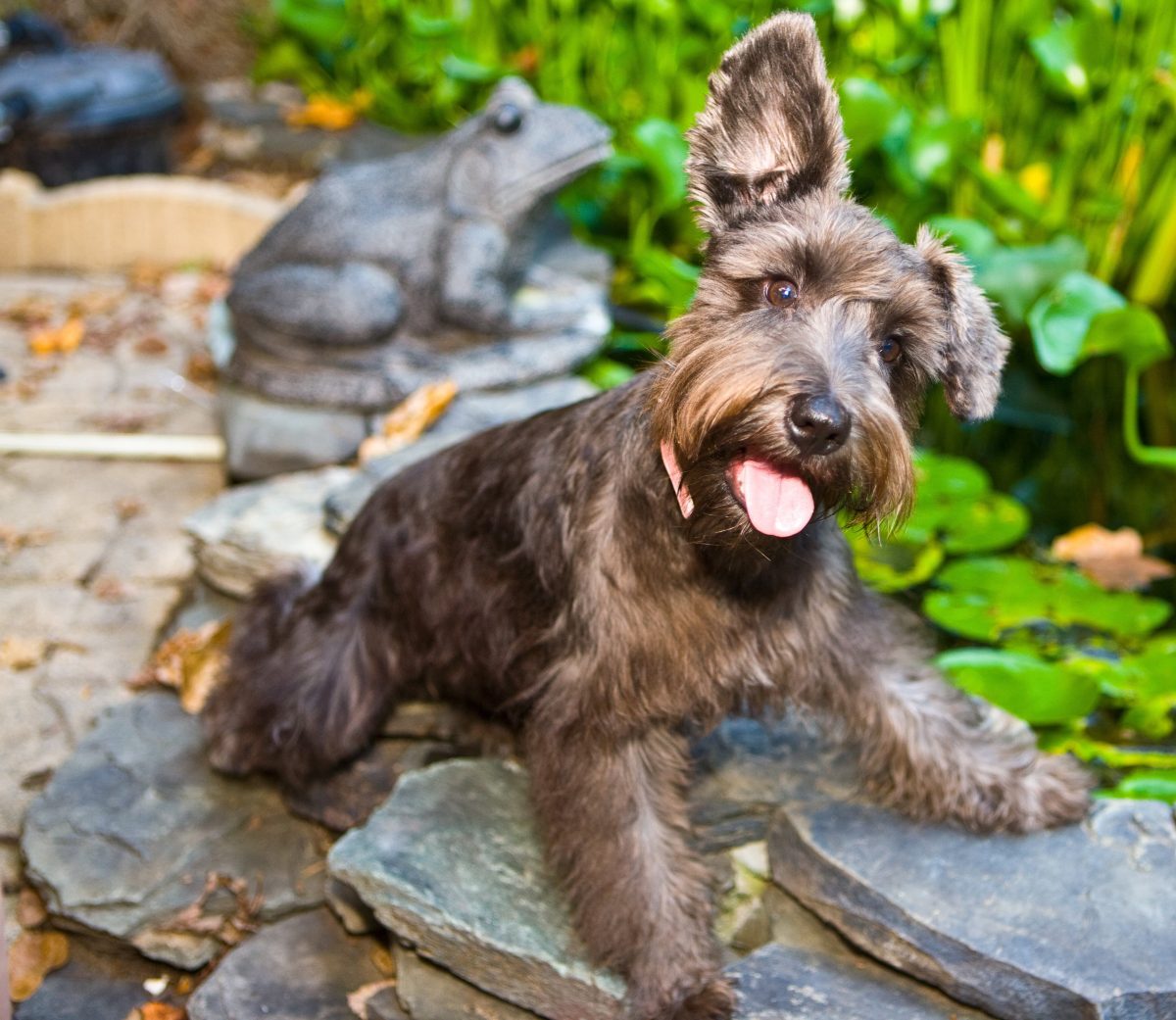 A playful dog perched on a stone pathway, with a background of lush greenery and a decorative frog statue.